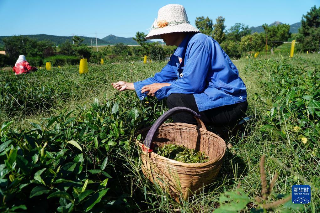 免费彩金白菜官网